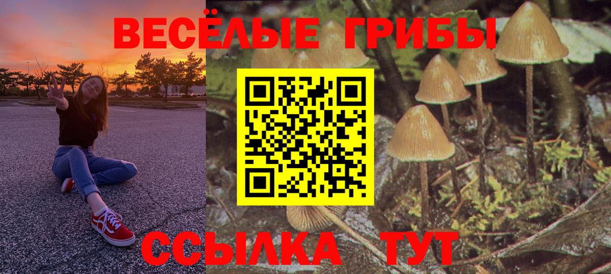 Чехов  Галлюциногенные грибы Psilocybine cubensis  Вход с VPN 